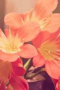 Premium Quality - Image 2